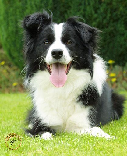 Border Collie 9A014D-14.JPG